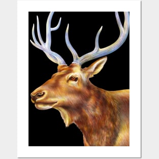 Elk Posters and Art